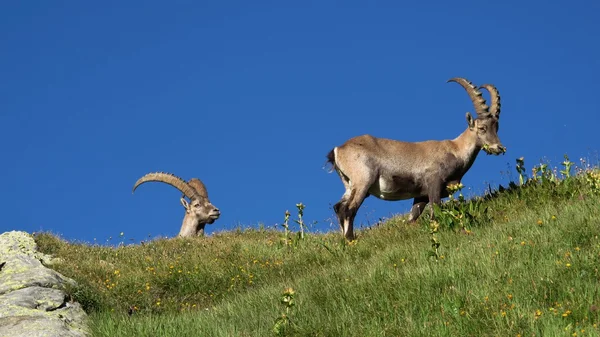 Due simpatici stambecchi alpini su un crinale di montagna — Foto Stock