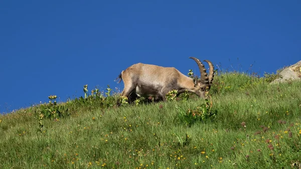 Grazing alpine ibex — Stock Photo, Image