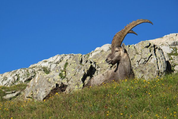 Красивая лежащая альпийская горка

