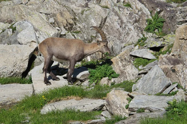 Young alpine ibex — Stock Photo, Image