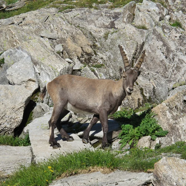 Carino bambino di stambecco alpino — Foto Stock