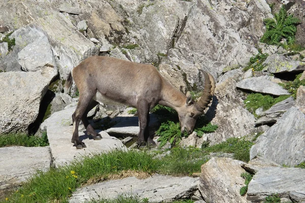 Alpine ibex baby grazing — Stock Photo, Image