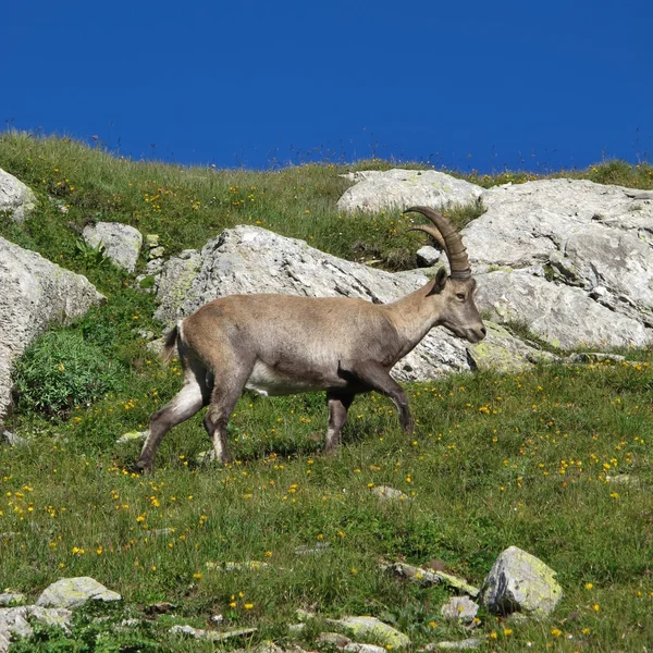 Little alpine ibex walking on a meadow with wildflowers — Stock Photo, Image