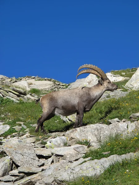 Standing alpine ibex — Stock Photo, Image