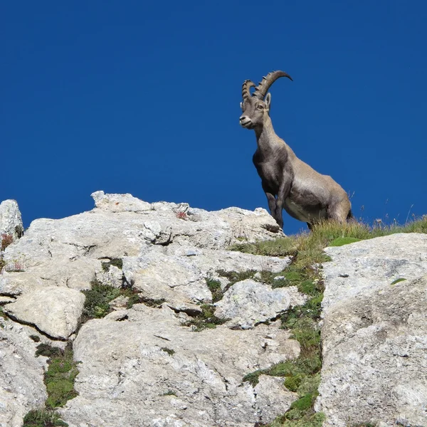 sevimli genç Alp dağ keçisi