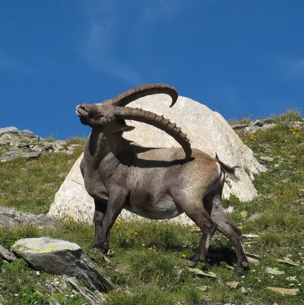 Bouquetin alpin se gratte avec ses cornes — Photo