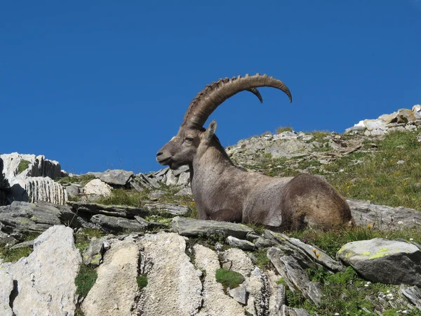 Relaxed alpine ibex — Stock Photo, Image