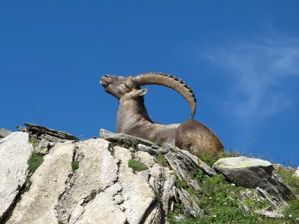 Sdraiato stambecco alpino che si gratta la schiena con le corna — Foto Stock