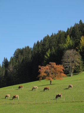 escena rural en el otoño