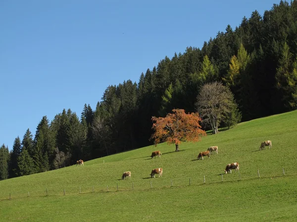 Kırsal sahne güz — Stok fotoğraf