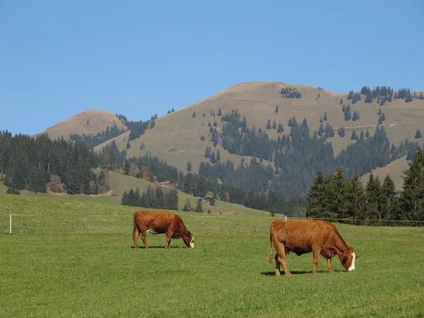 在 schoenried 的放牧牛 — 图库照片