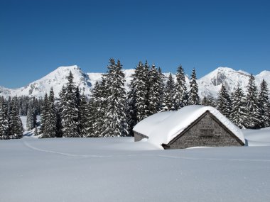 kar kaplı ağaçlar ve kulübe