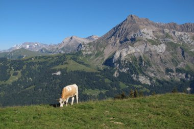 bir dağ önünde otlayan simmental inek