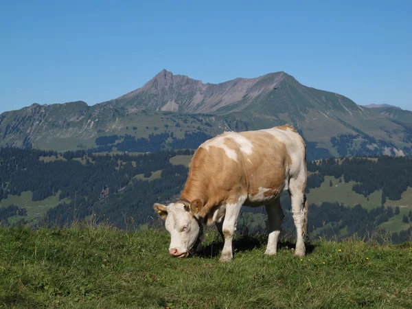 Joven vaca pastando frente al Oldenhorn — Foto de Stock