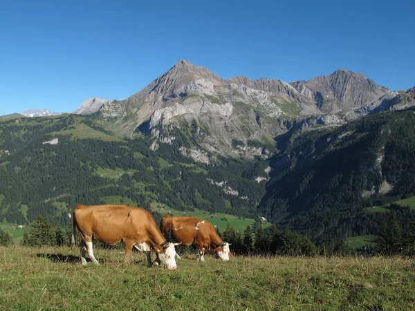 Grazing Simmental Cows and mountain — Stock Photo, Image