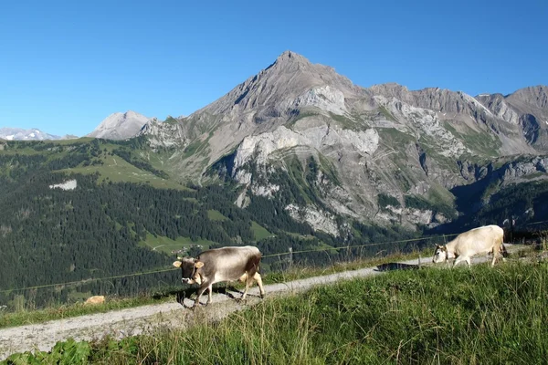 Raetisches Grauvieh and mountain — Stock Photo, Image