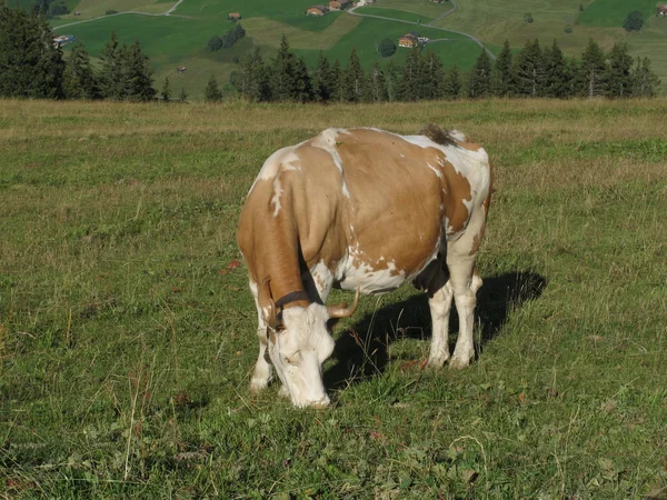 Βόσκηση Σίμμενταλ αγελάδα — Φωτογραφία Αρχείου