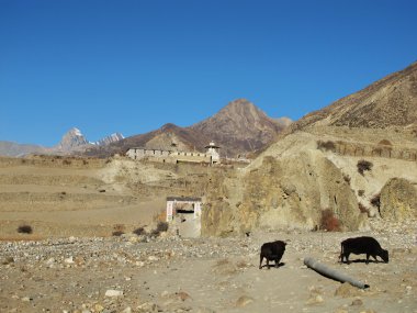manang
