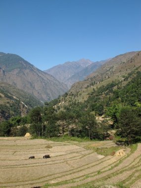 pirinç tarlaları annapurna koruma alanında, nepal. hasat zamanı.