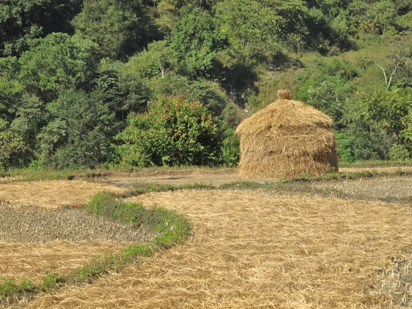 Hey voorraad op een rijst veld, nepal — Stockfoto