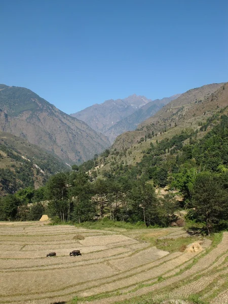 Pól ryżowych w obszarze ochrony annapurna, nepal. Czas żniw. — Zdjęcie stockowe