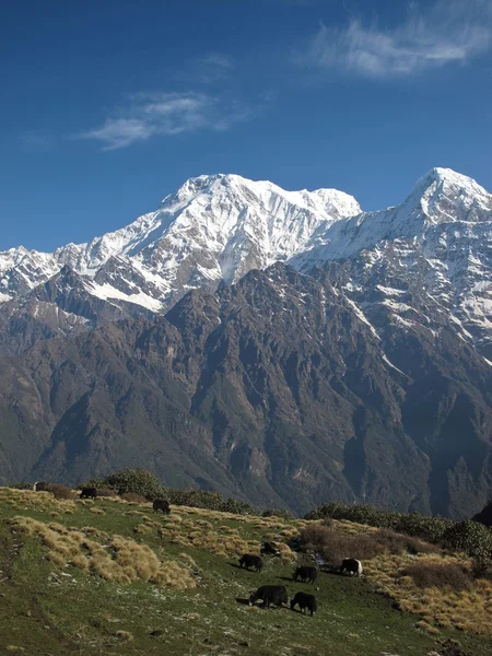 Grazing Yaks e Annapurna Sul — Fotografia de Stock