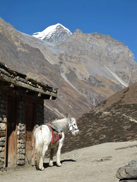 Caballo blanco en el área de consevación de Annapurna, Nepal — Foto de Stock