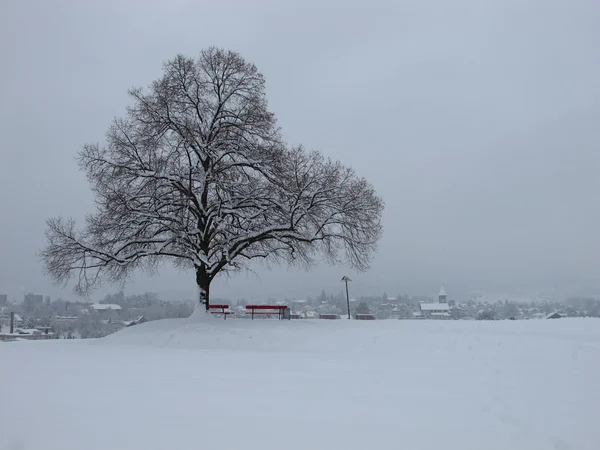 ヴェツィコンの降雪雪のツリー — ストック写真