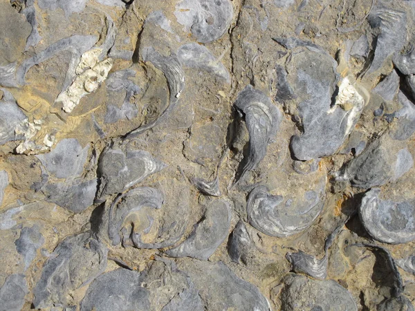 Fossils — Stock Photo, Image