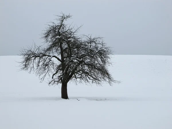 Дерево взимку — стокове фото