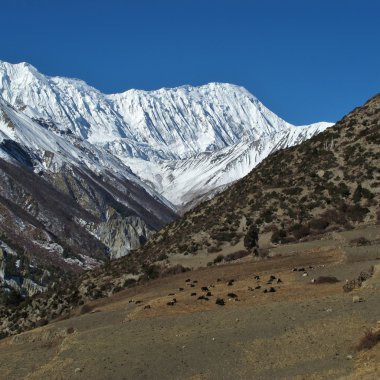 Tilicho tepe ve Tibet sığırı sürüsü
