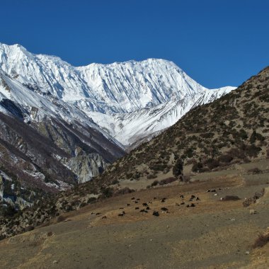 Tilicho Peak and yak herd clipart