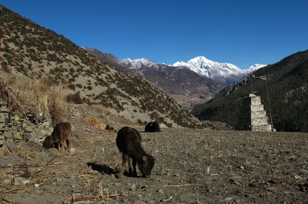 Grazing calves and snow capped Pisang Peak — Stock Photo, Image