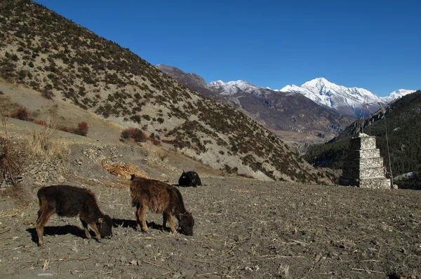 Пасущиеся телята возле Мананга, Непал Стоковое Фото
