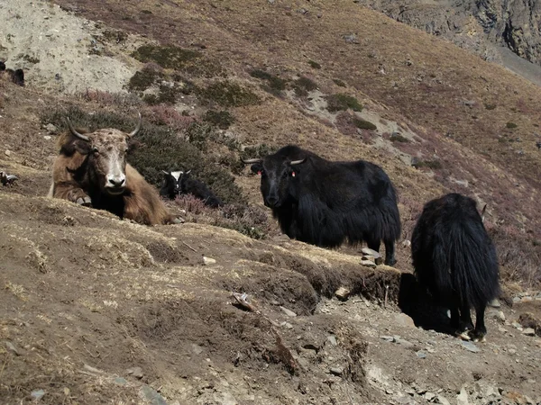 Besättningen av yaks — Stockfoto