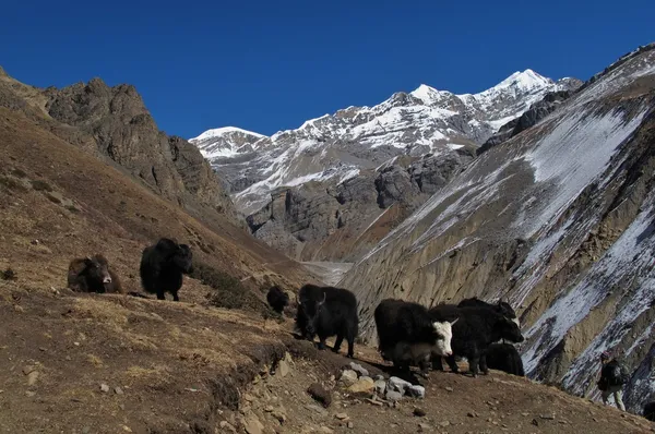 Herd of yaks on the way to Thorung La Pass, Nepal — Stock Photo, Image