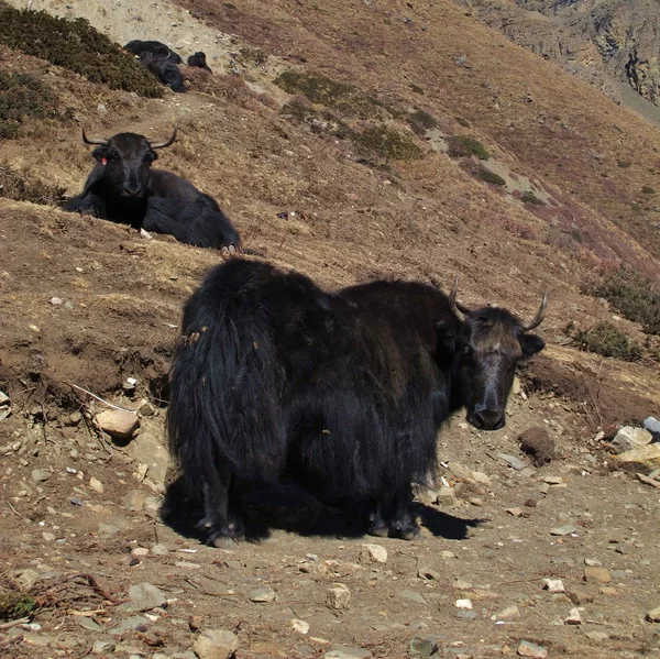 Two black yaks — Stock Photo, Image