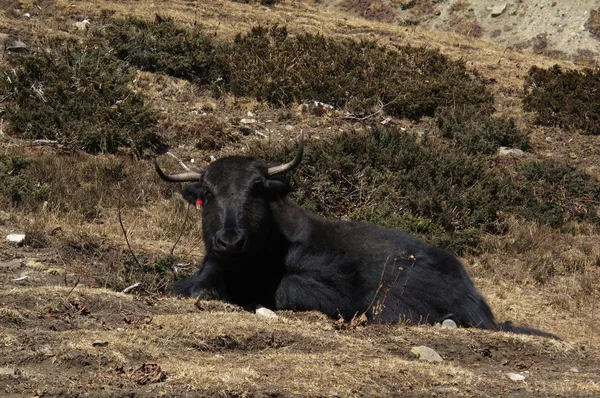 Black yak — Stock Photo, Image
