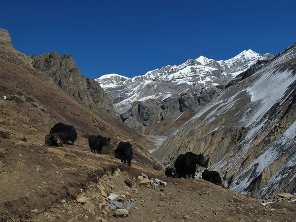 Sahne Thorung Pass Nepal Yolunda Telifsiz Stok Fotoğraflar