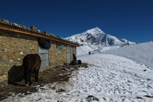 Szene in der Nähe von thorung la pass, Nepal — Stockfoto