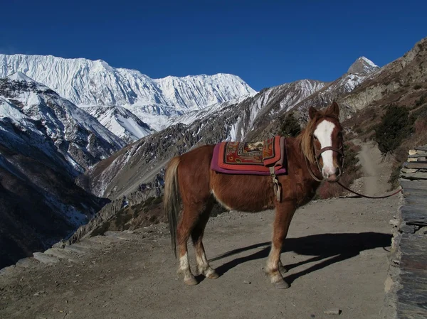 Horse and Tilicho Peak — Stock Photo, Image
