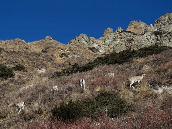 Herd of Himalayan Blue Sheep — Stock Photo, Image