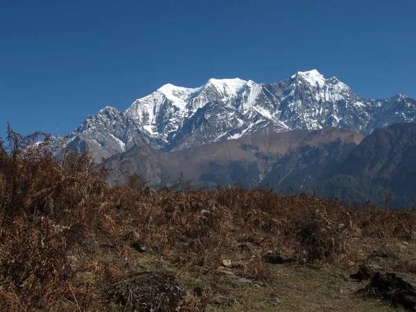 Nilgiri. — Foto de Stock