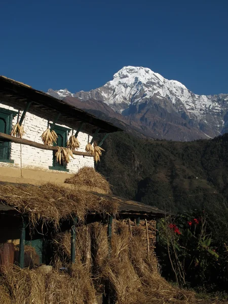 Annapurna South and drying corn on a facade — Stock Photo, Image