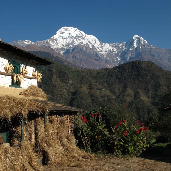 Drying corn on a facade and Annapurna South — Stock Photo, Image