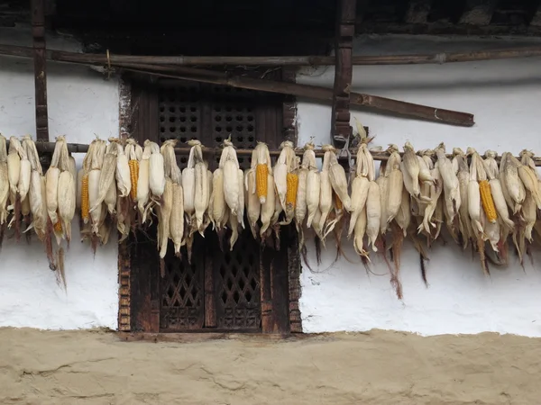 Corn on the cob drying under the roof of a farmhouse — Stock Photo, Image