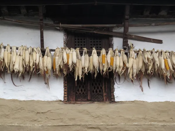 Kukorica a cob a tető alatt szárítás — Stock Fotó