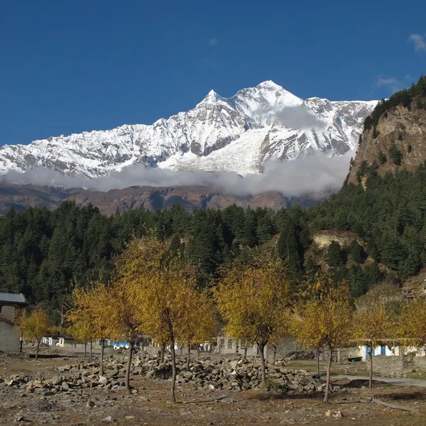 Alberi colorati e Dhaulagiri, settima vetta più alta del mondo — Foto Stock
