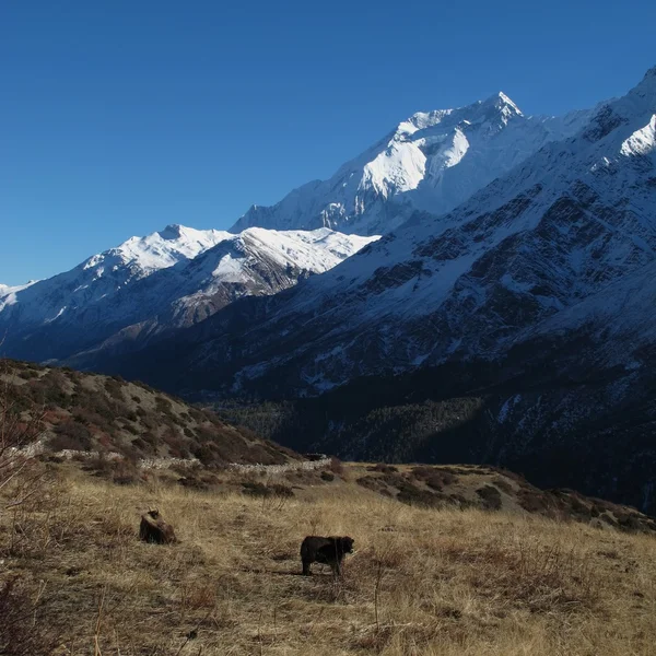 Grazing yaks in front of Annapurna Two — Stock Photo, Image