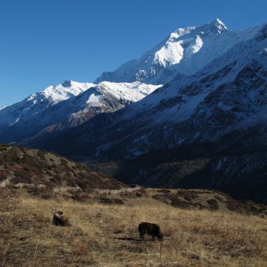 annapurna iki önünde otlayan yaks